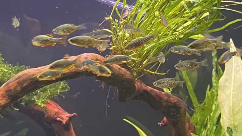 Perlhuhnbärblinge zusammen mit Garnelen: Eine gute Idee?