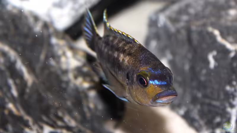 Aquarien mit Petrotilapia sp. "chitande"