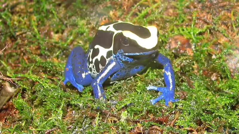 Pfeilgiftfrösche: Farbenprächtige Exoten in der Terrarienhaltung