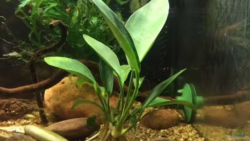 Pflanzen für das ostafrikanische Buntbarschaquarium Teil 1: Anubias afzelii