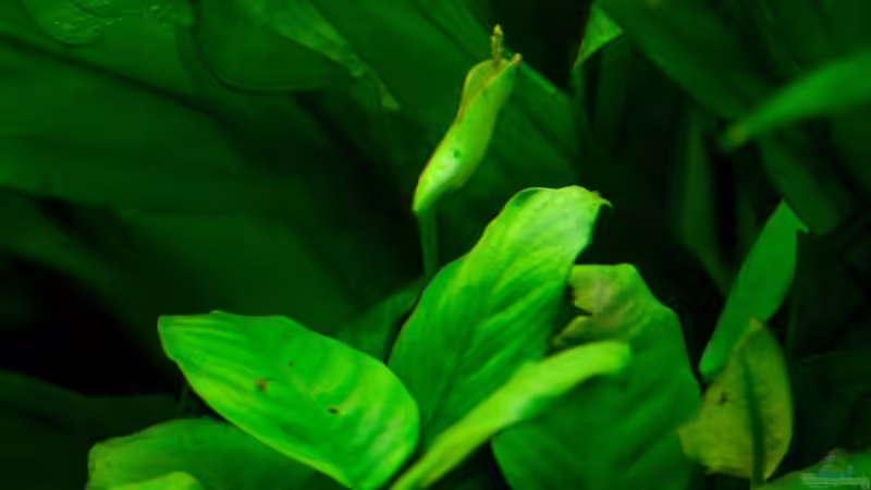 Pflanzen für das ostafrikanische Buntbarschaquarium Teil 3: Anubias barteri var. Barteri