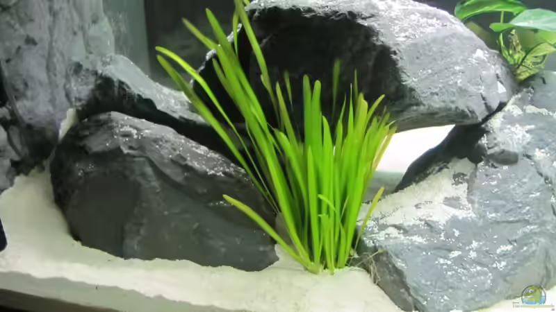Pflanzen für das ostafrikanische Buntbarschaquarium Teil 5: Vallisneria spiralis