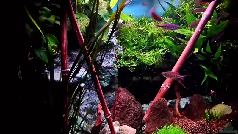 Pflanzen im Aquarium: Garanten für gesunde Schönheit