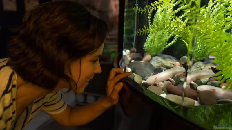 Pflanzen im Axolotl-Aquarium: Welche Arten sich wirklich eignen und wie man sie erfolgreich pflegt