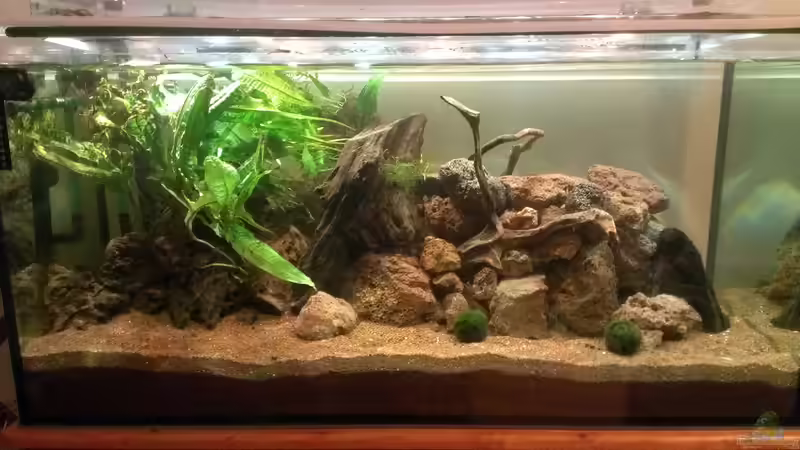 Pflanzen links nur mal reingelegt. Wird noch Moos auf die lavasteine aufgebunden und Boden noch bepflanzt (Stand 16.01.15) Pflanzen links nur mal reingelegt. Wird noch Moos auf die lavasteine aufgebunden und Boden noch bepflanzt (Stand 16.01.15)