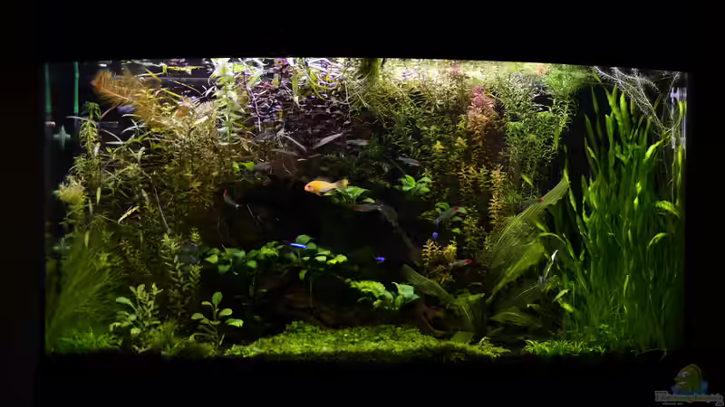 Pflanzen Pflanzen Pflanzen!!!! Davon Lebt ein Aquarium meiner Meinung nach. Pflanzen Pflanzen Pflanzen!!!! Davon Lebt ein Aquarium meiner Meinung nach.