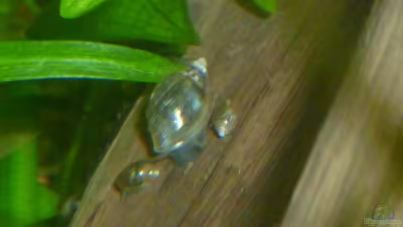 Physa fontinalis im Aquarium halten (Einrichtungsbeispiele für Quellblasenschnecken)