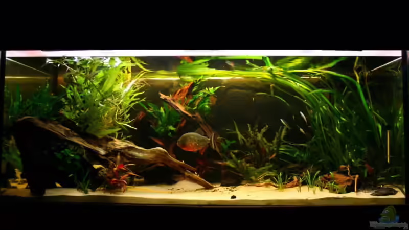 PIRANHA BECKEN PIRANHA BECKEN