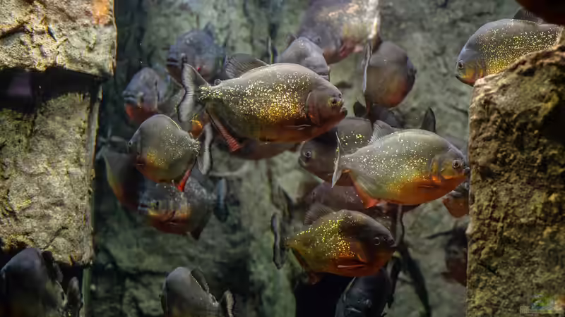 Piranhas im Aquarium richtig füttern - der umfassende Praxisleitfaden