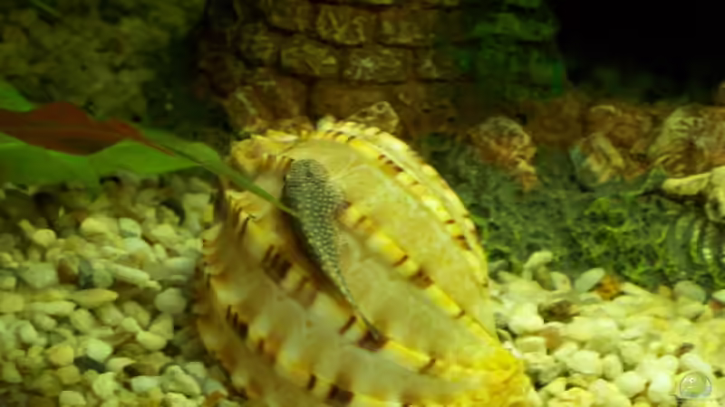 Gastromyzon Arten im Aquarium halten (Einrichtungsbeispiele für Flossensauger)