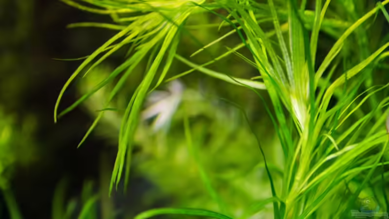 Pogostemon quadrifolius im Aquarium (Einrichtungsbeispiele mit Vierblättriger Wasserstern)