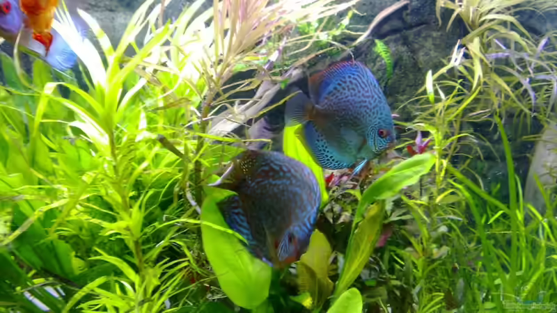 Pogostemon stellatus im Aquarium (Einrichtungsbeispiele mit Sternrotala)