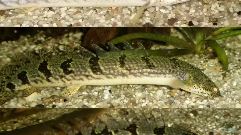 Aquarien mit Polypterus delhezi (Zaire-Flösselhecht)