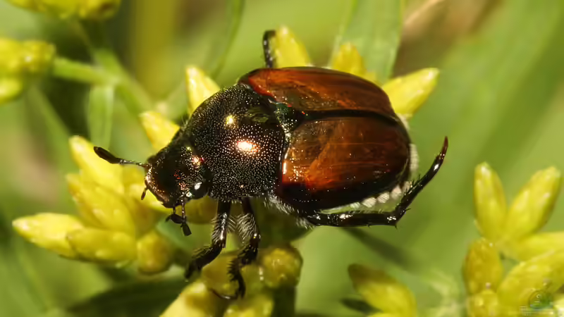 Popillia japonica (Japankäfer) in Deutschland — Erkennen, Melden, Bekämpfen