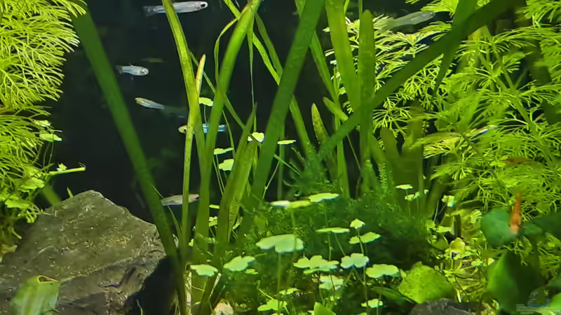 Poropanchax brichardi im Aquarium halten (Einrichtungsbeispiele für Brichards Leuchtauge)