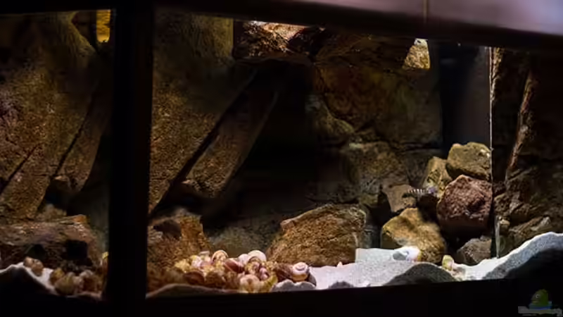 Projekt `Tanganjika` - Hells Kitchen Projekt `Tanganjika` - Hells Kitchen