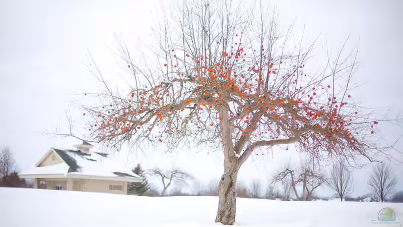 Prost Neujahr - Das Begießen der Obstbäume