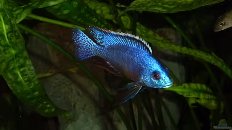 Protomelas kirkii im Aquarium halten (Einrichtungsbeispiele für Protomelas kirkii)