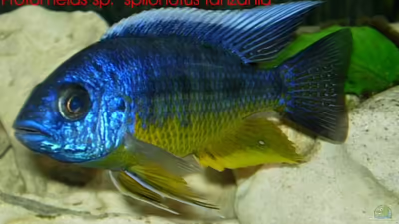 Einrichtungsbeispiele für Protomelas spilonotus