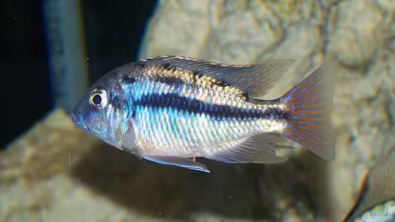 Protomelas - Alle Infos zur Gattung (Einrichtungsbeispiele für Protomelas-Arten)