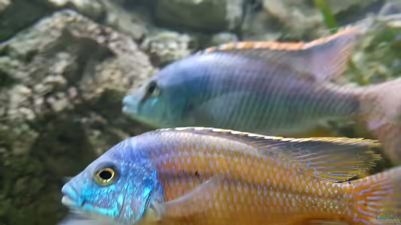 Einrichtungsbeispiele für Protomelas taeniolatus