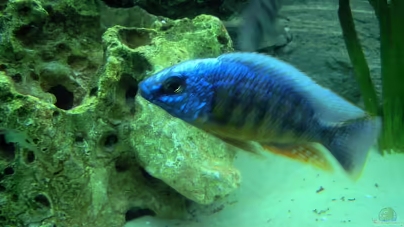 Einrichtungsbeispiele für Protomelas steveni