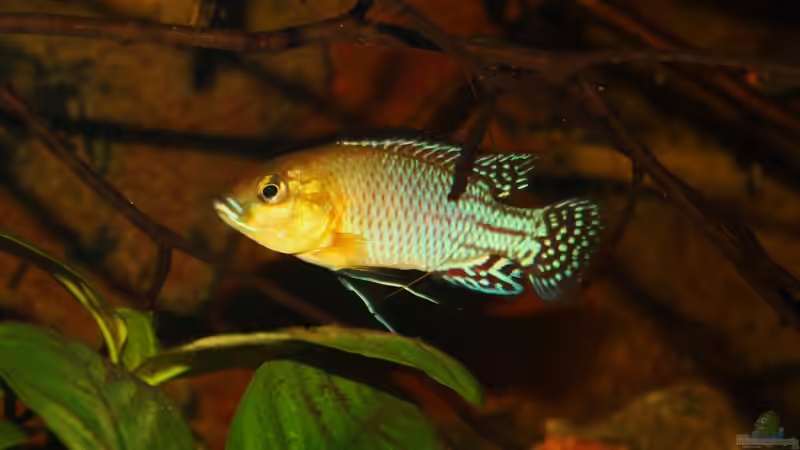 Aquarien mit Pseudocrenilabrus nicholsi (Kongo-Zwergmaulbrüter)