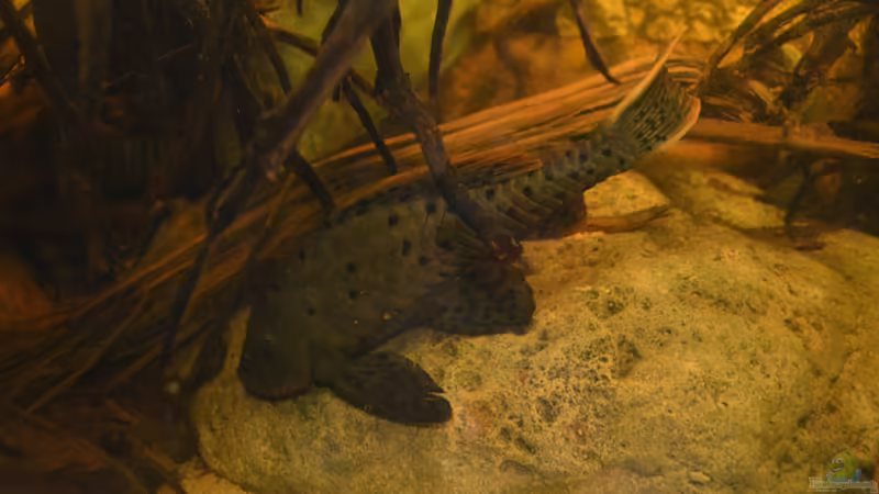 Pseudorinelepis genibarbis im Aquarium halten (Einrichtungsbeispiele für Rotbart Tannenzapfenwels)
