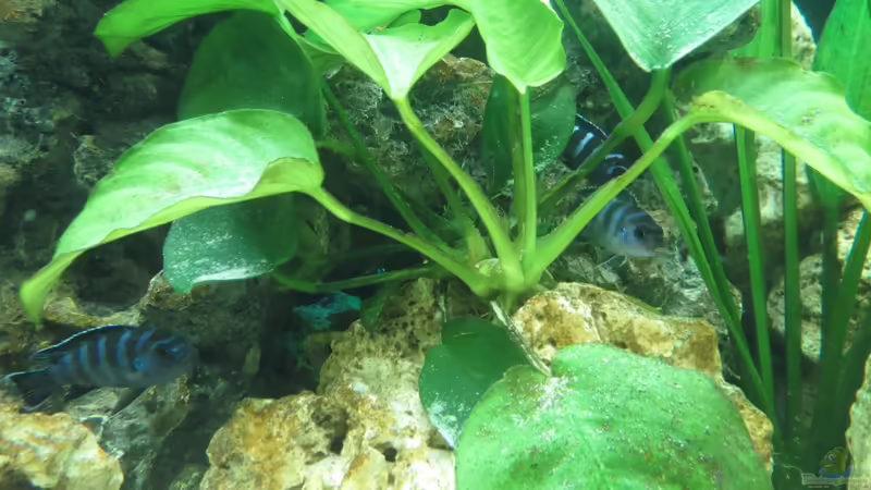 Anubias im Aquarium pflegen (Einrichtungsbeispiele mit Speerblatt)
