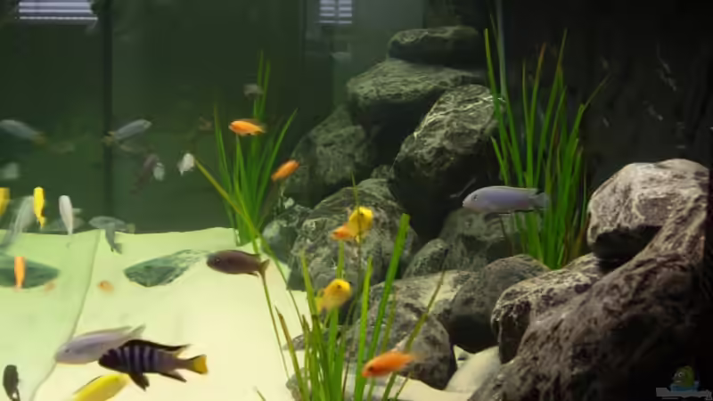 Aquarien mit Metriaclima / Maylandia