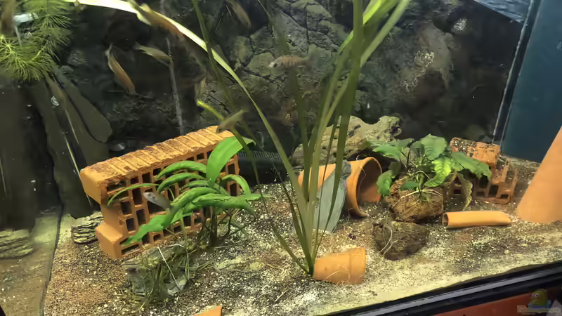 Pundamilia nyereri RUTI ISLAND Pundamilia nyereri RUTI ISLAND