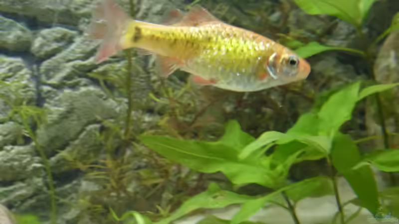 Einrichtungsbeispiele mit Brokatbarben (Puntius semifasciolatus)