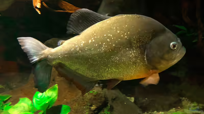 Pygocentrus cariba im Aquarium halten (Einrichtungsbeispiele für Roter Schulterfleck-Piranha)