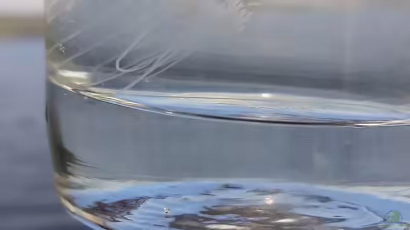 Quallen im Gartenteich: Ein ungewöhnlicher, aber natürlicher Gast