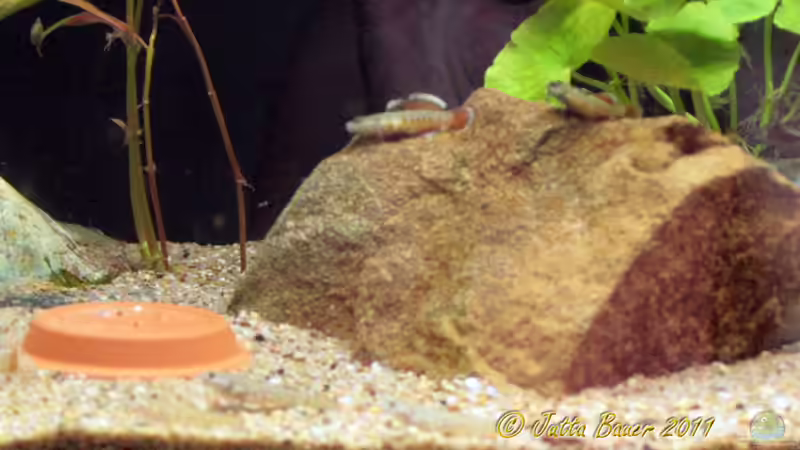 R. zhoui Mitte R. zhoui Mitte