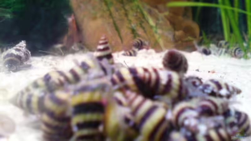 Raubtierfütterung Raubtierfütterung