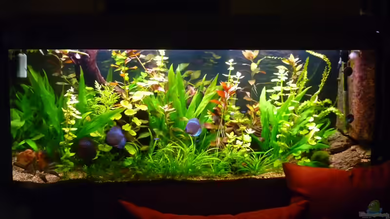 Raumteilerbecken Raumteilerbecken