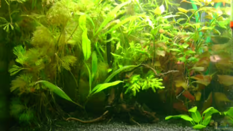 rechts Ludwigie,links Cabomba,dazwischen Farn und Wasserfreund,vorne Glosso,rechts unten Anubias rechts Ludwigie,links Cabomba,dazwischen Farn und Wasserfreund,vorne Glosso,rechts unten Anubias