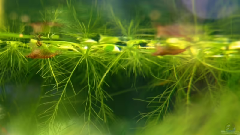 Red Cherry oder Red Fire Garnelen Red Cherry oder Red Fire Garnelen