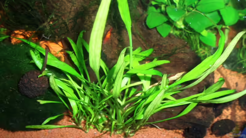 Willis-Wasserkelch im Aquarium pflegen (Einrichtungsbeispiele für Cryptocoryne willisii)