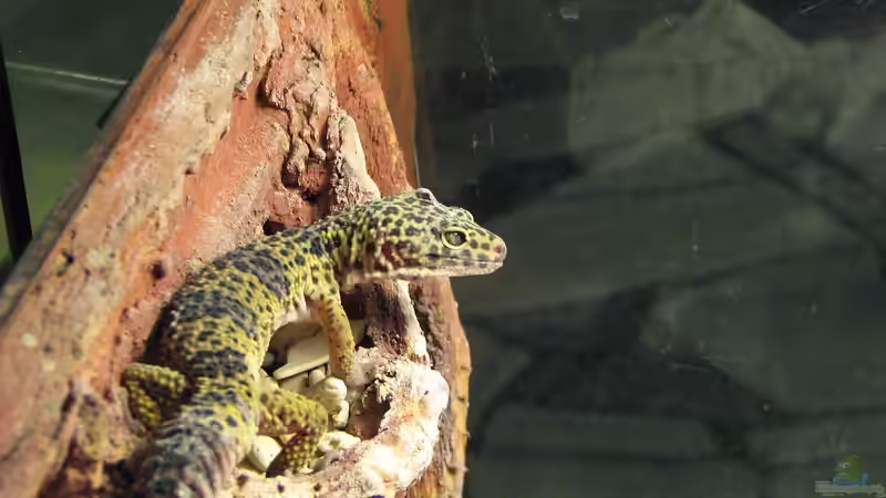 Reptilien als Haustiere für Kinder: Sicherheit und Pflege