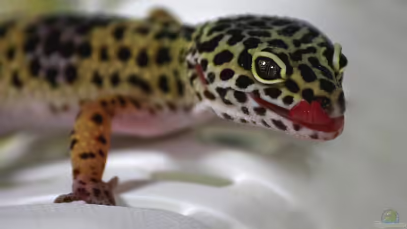 Reptilien züchten: Welche Arten sind für Anfänger geeignet?