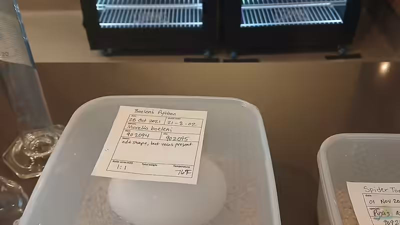 Reptilien züchten: Wie findest du den richtigen Inkubator?