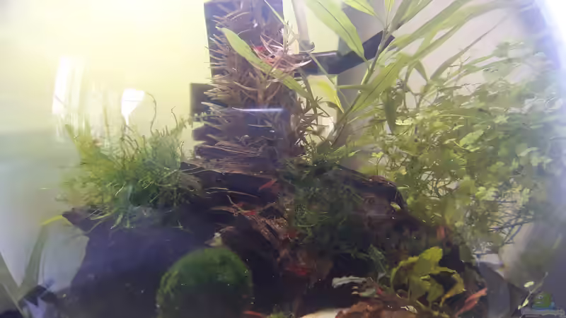 RetroWirbellosenWelt RetroWirbellosenWelt