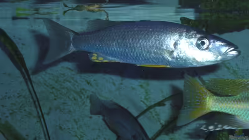 Aquarien mit Rhamphochromis macrophthalmus (Einrichtungsbeispiele für Rhamphochromis macrophthalmus)