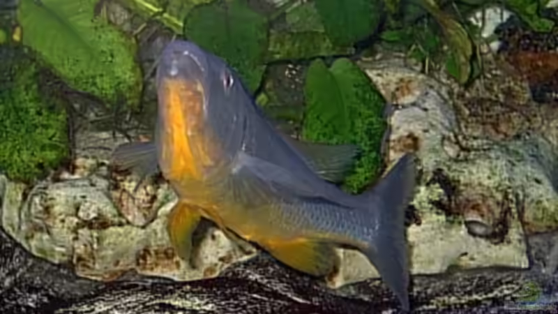 Aquarien mit Rhamphochromis (Einrichtungsbeispiele mit Rhamphochromis-Arten)