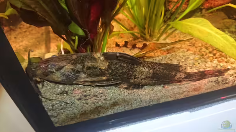 Rhinodoras gallagheri im Aquarium halten (Einrichtungsbeispiele für Rhinodoras gallagheri)