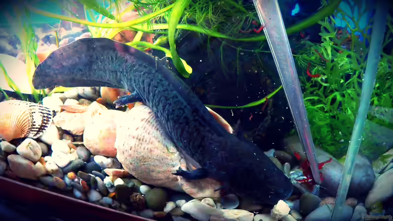 Richtig füttern - Speisekarte für Axolotl