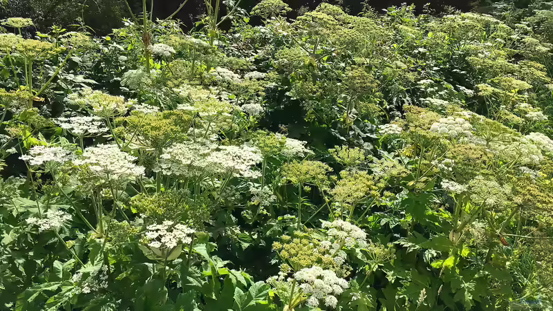 Riesen-Bärenklau: So soll die invasive Pflanze bekämpft werden