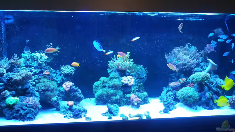 Riff im Wohnzimmer Riff im Wohnzimmer